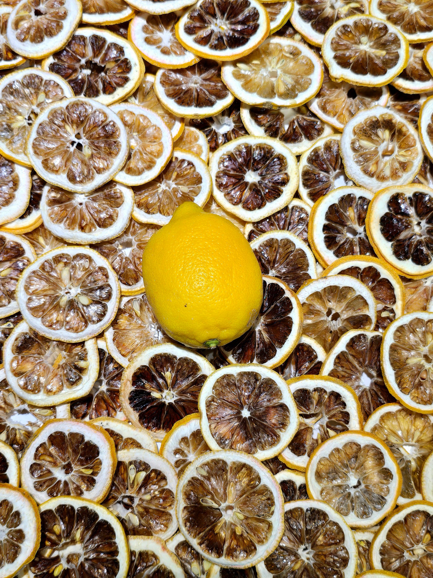 Dried Lemon wheels 🍋 XXL 565g